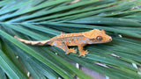 Tangerine Whiteout Pinstripe Crested Gecko