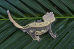 Tangerine Pinstripe Crested Gecko (Gravid?)