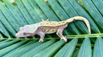 "Tang" Salmon Tangerine Pinstripe Crested Gecko
