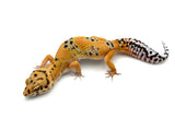 Tangerine Bold Leopard Gecko Female