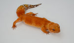 SHTCTB Leopard Gecko