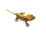 Tangerine Quadstripe Dalmatian Crested Gecko