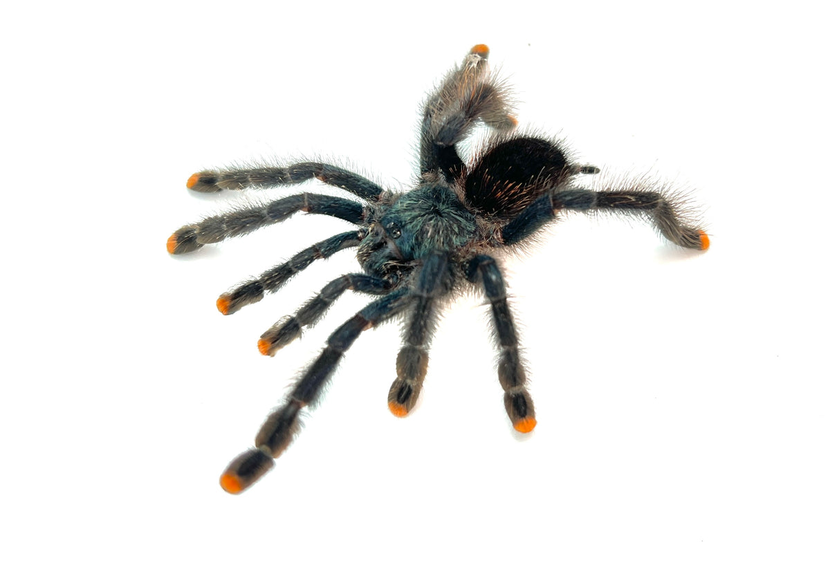 Pink Toe Tarantula – TikisGeckos