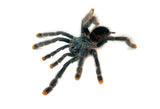 Pink Toe Tarantula