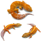 Tangerine Bell Albino Leopard Gecko