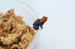 Amazonian Poison Dart Frog