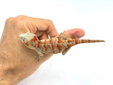 Orange Super Tiger Blotched Gargoyle Gecko