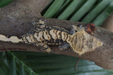 Tiger Harlequin Crested Gecko