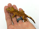 Yellow Tiger Dalmatian Crested Gecko