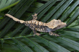 Tiger Harlequin Crested Gecko