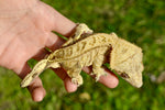 Yellow Phantom Tiger Crested Gecko