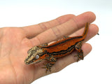 Red Super Striped Gargoyle Gecko (TAMPAX X KOALA offspring)