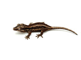 Pink Females Group Striped Gargoyle Gecko