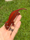 Red Striped Red Base Gargoyle Gecko (Kotex offspring)