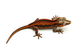 Red Super Striped Gargoyle Gecko (TAMPAX X KOALA offspring)