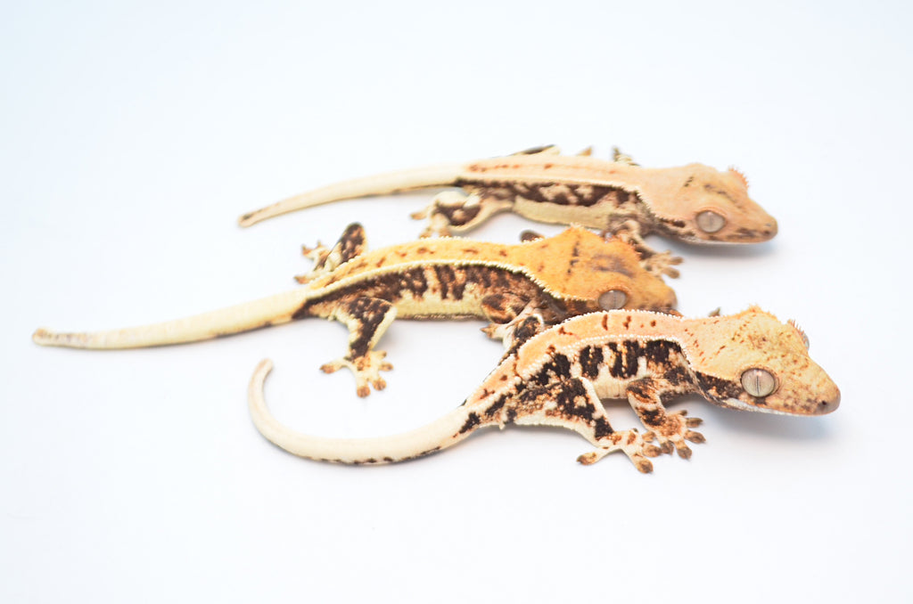 lily white crested gecko price Baby Lilly White Crested Geckos for Sale | Stunning Morphs