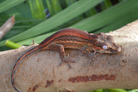 Red Striped Gargoyle Gecko (Phantom group)