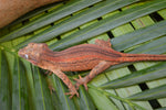 Orange Striped Gargoyle Gecko (White Boy offspring)