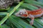 Red Striped Gargoyle Gecko (DEADPOOL offspring) ***