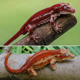Red Striped Gargoyle Gecko (TAMPAX offspring)