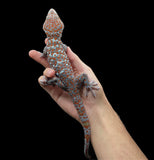 Paradox Candy Tokay Gecko