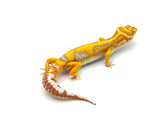 Tangerine Bold Tremper Leopard Gecko