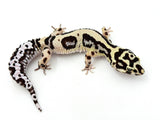 Bandit Leopard Gecko Female