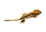 Tricolor Harlequin Pinstripe Crested Gecko
