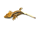 Tricolor Pinstripe Crested Gecko