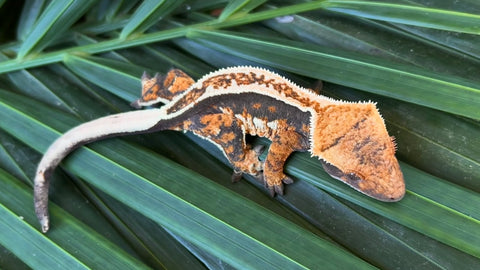 Tricolor Pinstripe Crested Gecko