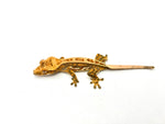 Tricolor Harlequin Pinstripe Crested Gecko