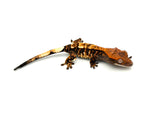 Tricolor Cappuccino Crested Gecko
