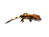 Tricolor Cappuccino Crested Gecko