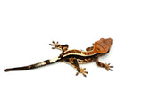 Dark Tricolor Pinstripe Cappuccino Crested Gecko