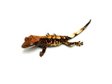 Tricolor Cappuccino Crested Gecko