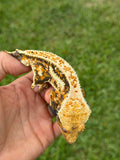 Tricolor Whiteout Quadstripe Crested Gecko