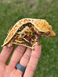Tricolor Whiteout Quadstripe Crested Gecko