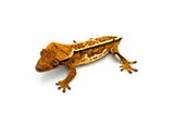 High Coverage Extreme Harlequin Tricolor Crested Gecko
