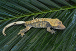 Tricolor Harlequin Crested Gecko