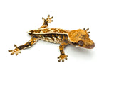 Tricolor Harlequin Pinstripe Crested Gecko