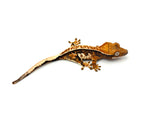 Tricolor Pinstripe Crested Gecko (Xerxes offspring)
