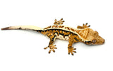High Coverage Tricolor Harlequin Crested Gecko (HOLDBACK)