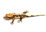 Drippy Whitewall Quadstripe Crested Gecko