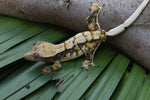 Whitewall Tricolor Harlequin Crested Gecko