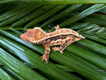 Tricolor Harlequin Whiteout Pinstripe Crested Gecko