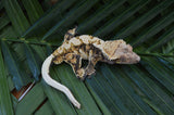 Mystery XXX Tricolor Crested Gecko Group Baby