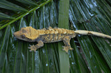 Tricolor Harlequin Crested Gecko