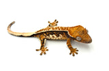 Tricolor Pinstripe Crested Gecko (Xerxes offspring)