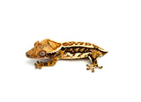 Tricolor Harlequin Pinstripe Crested Gecko