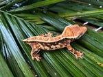 Tricolor Harlequin Whiteout Pinstripe Crested Gecko